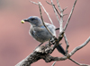 Western/ Woodhouse's Scrub Jay
